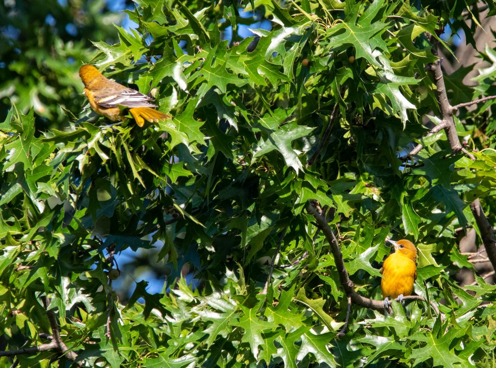 Baltimore oriole pair, Prospect Park