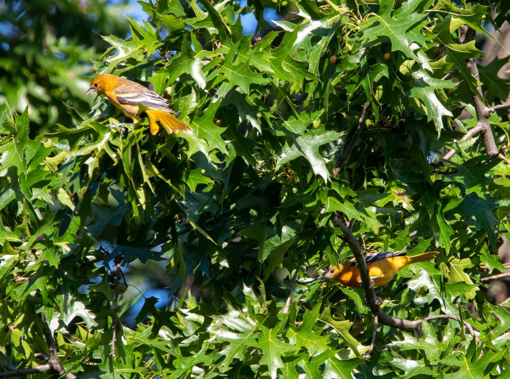 Baltimore oriole pair, Prospect Park