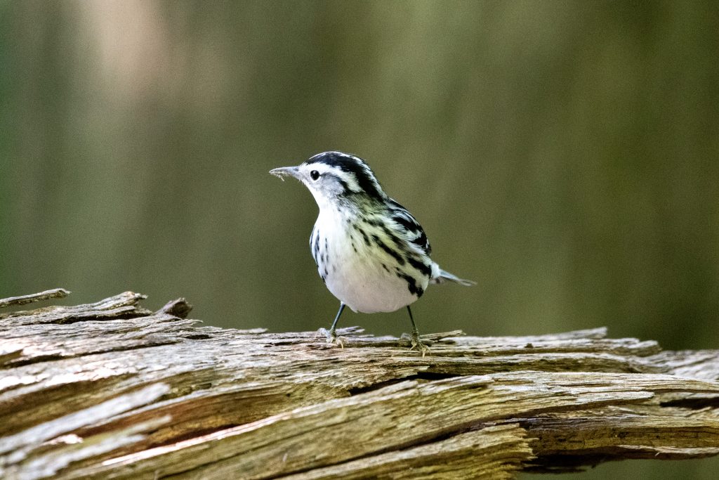 Black-and-white warbler, Prospect Park