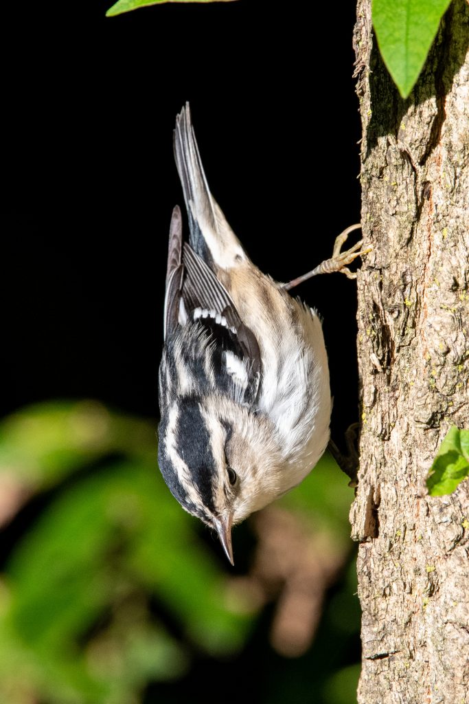 Black-and-white warbler, Prospect Park