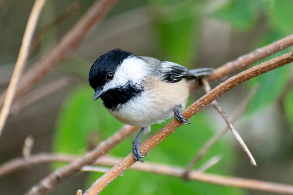 Black-capped chickadee, Jarvis Bird Sanctuary, Chicago