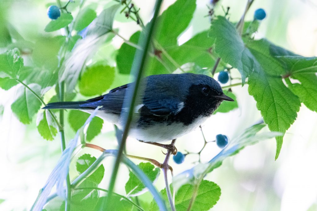 Black-throated blue warbler, Prospect Park
