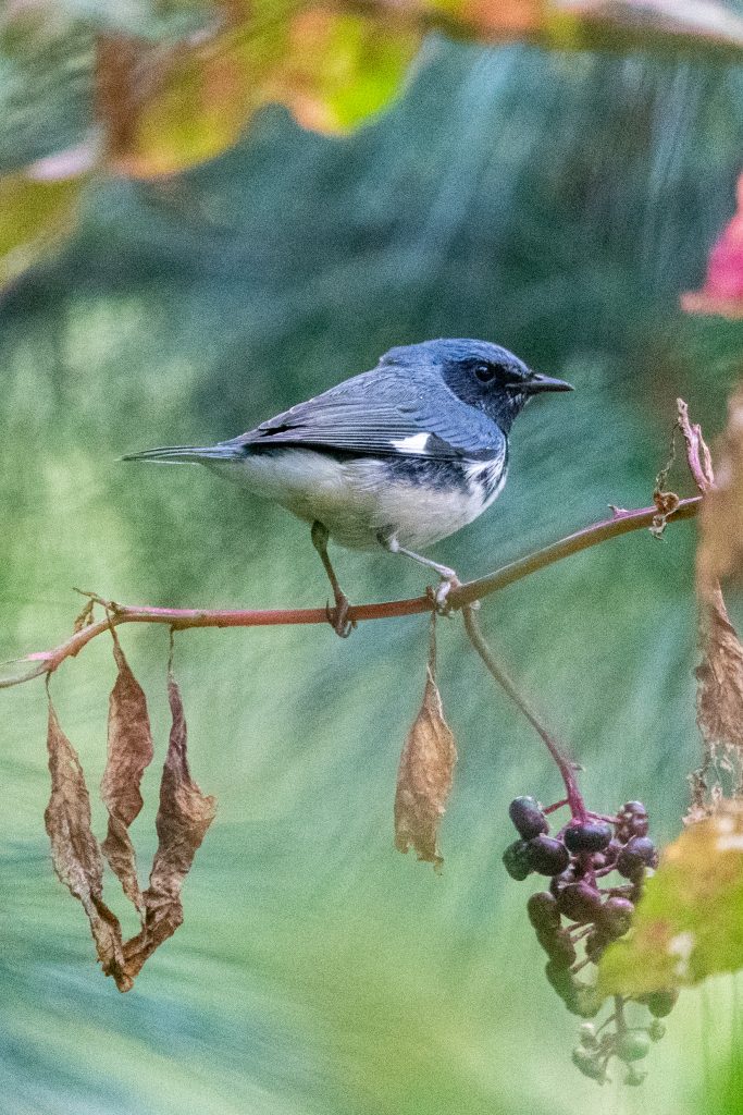 Black-throated blue warbler (male), Prospect Park