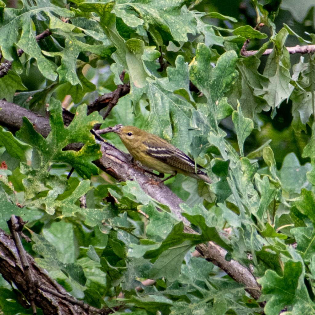 Blackpoll warbler, Jarvis Bird Sanctuary, Chicago