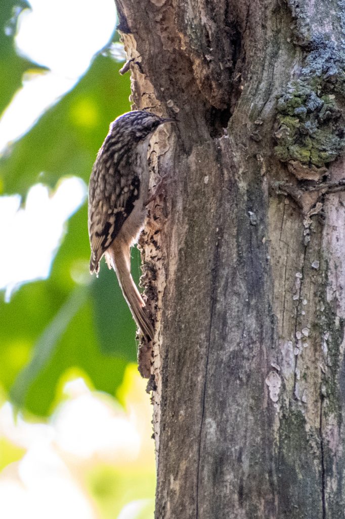 Brown creeper, Montrose Point, Chicago