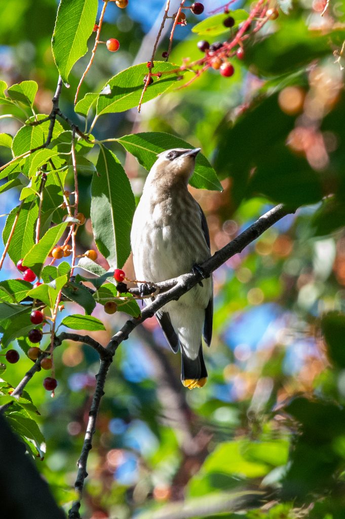 Cedar waxwing, Prospect Park