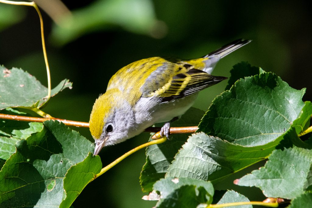 Chestnut-sided warbler (drab), Prospect Park