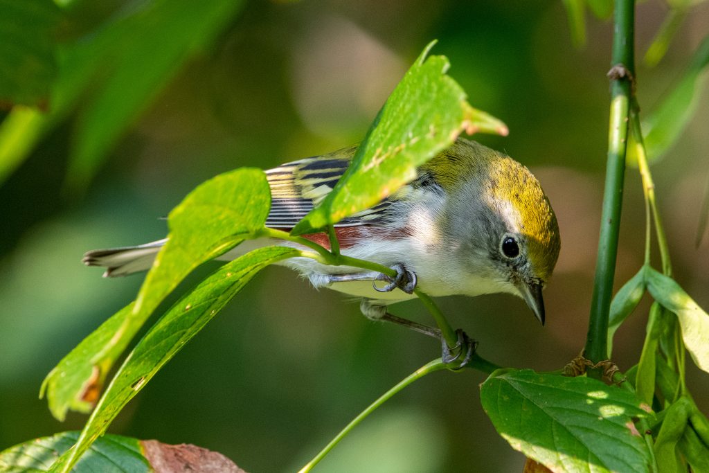Chestnut-sided warbler, Prospect Park