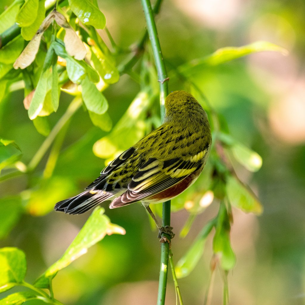 Chestnut-sided warbler, Prospect Park