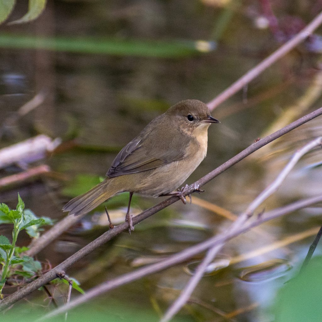 Common yellowthroat (female), Montrose Point, Chicago