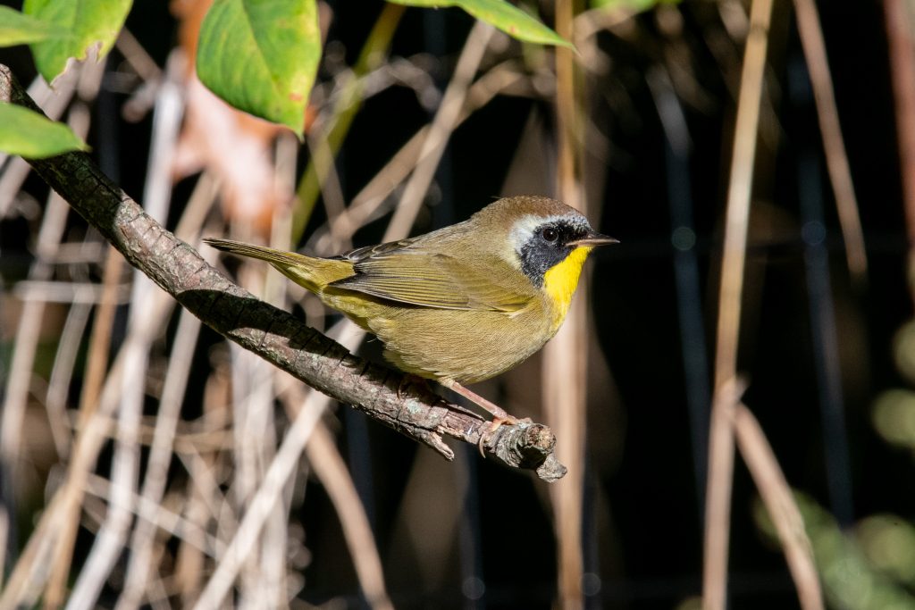 Common yellowthroat (male), Prospect Park