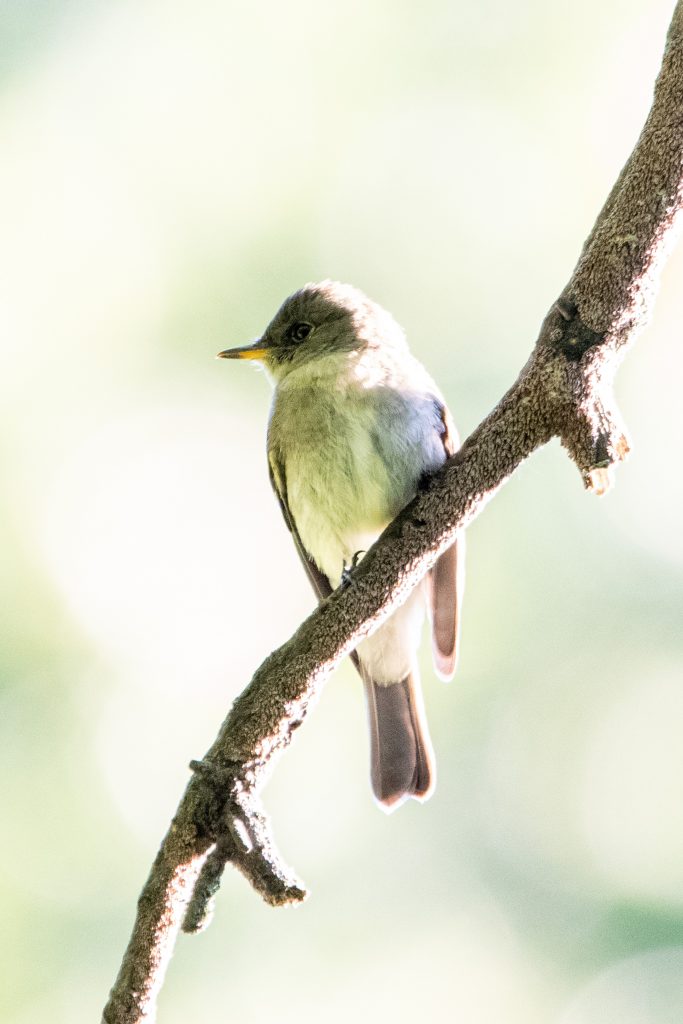 Eastern wood-pewee, Prospect Park