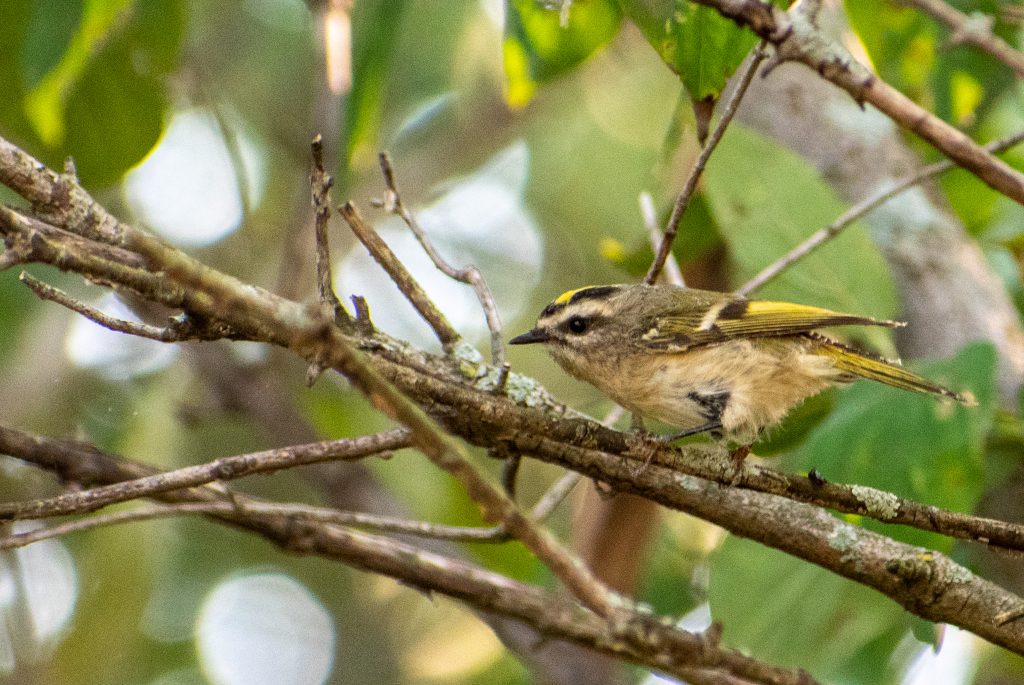 Golden-crowned kinglet, Montrose Point, Chicago