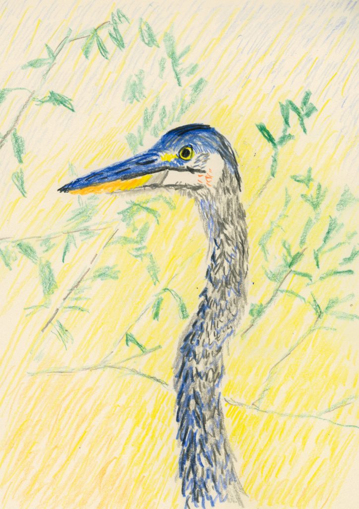 Great blue heron (a drawing)