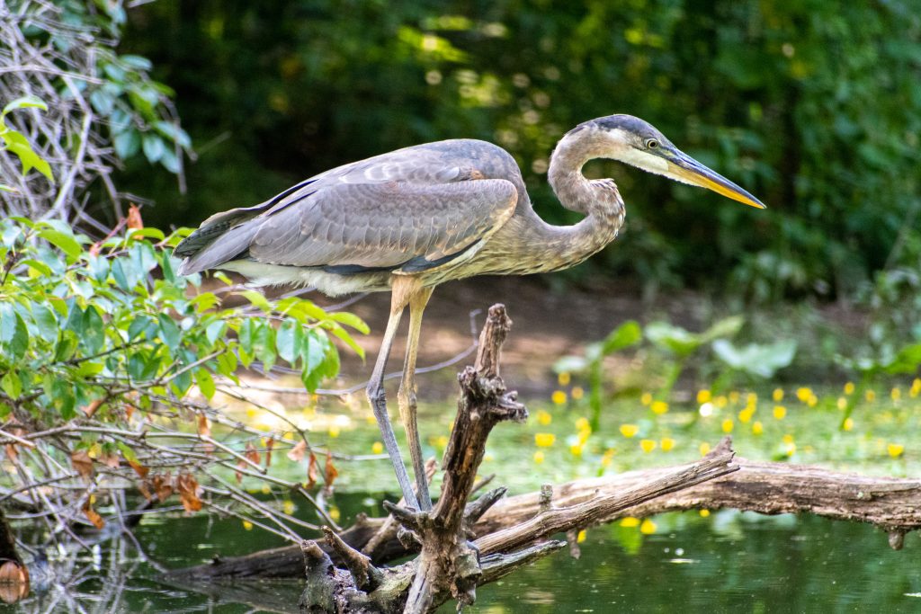 Great blue heron, Prospect Park