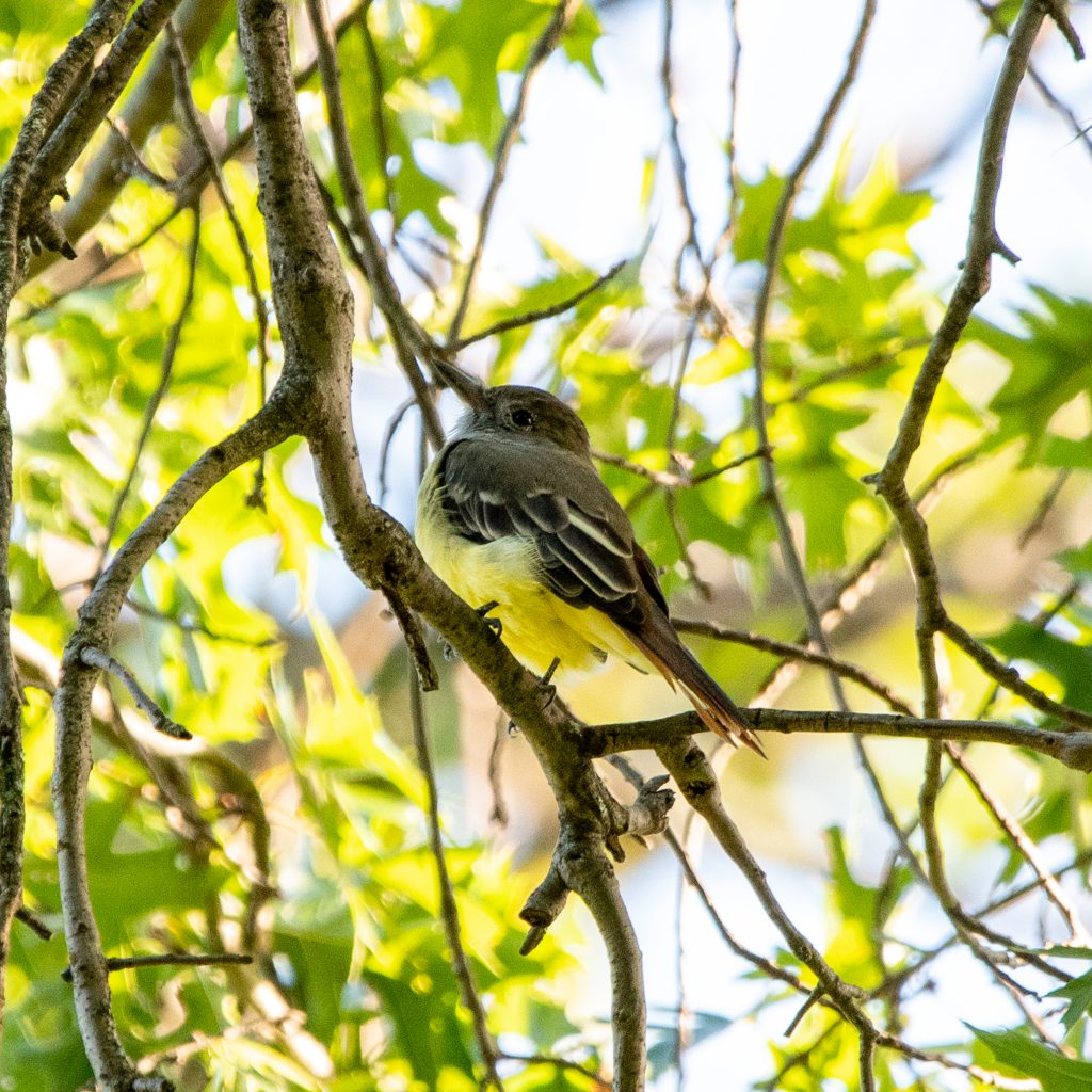 Great crested flycatcher, Prospect Park