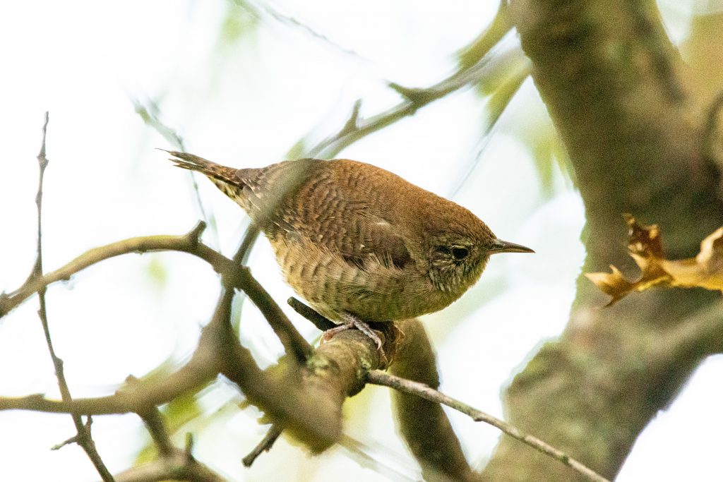 House wren, Prospect Park