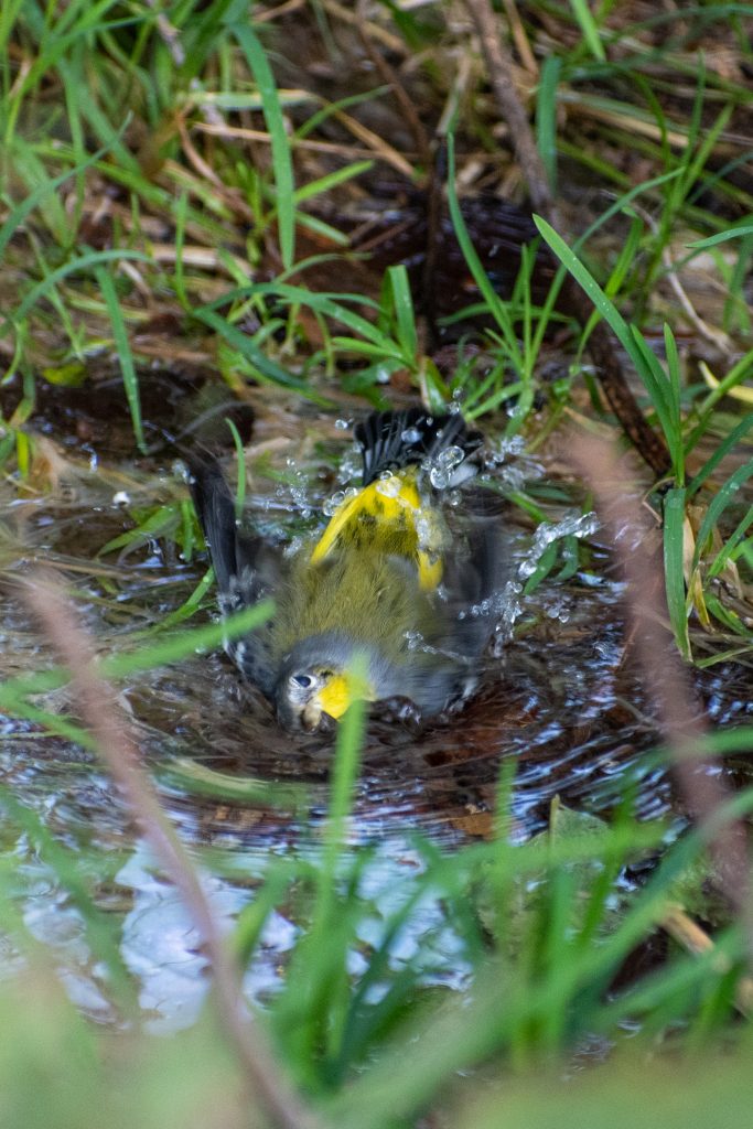 Magnolia warbler, bathing, Montrose Point, Chicago