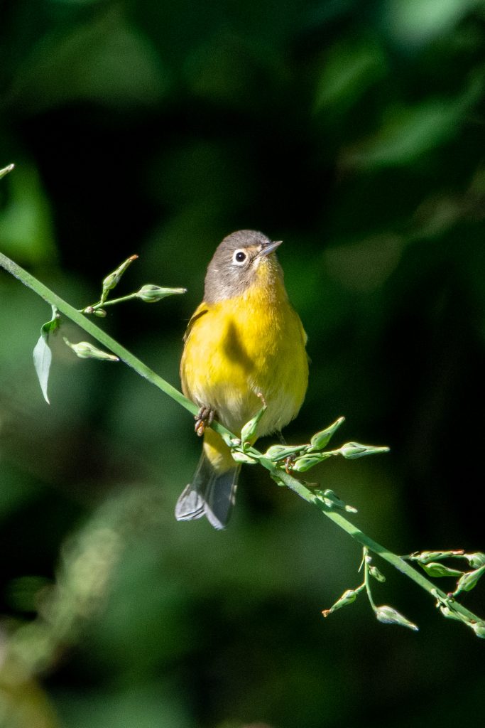 Nashville warbler, Prospect Park