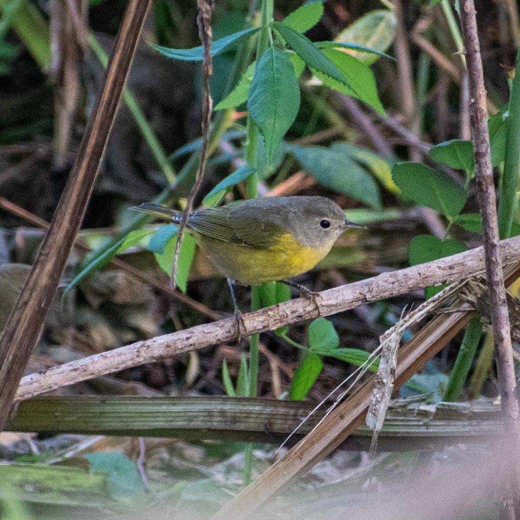 Nashville warbler, Montrose Point, Chicago