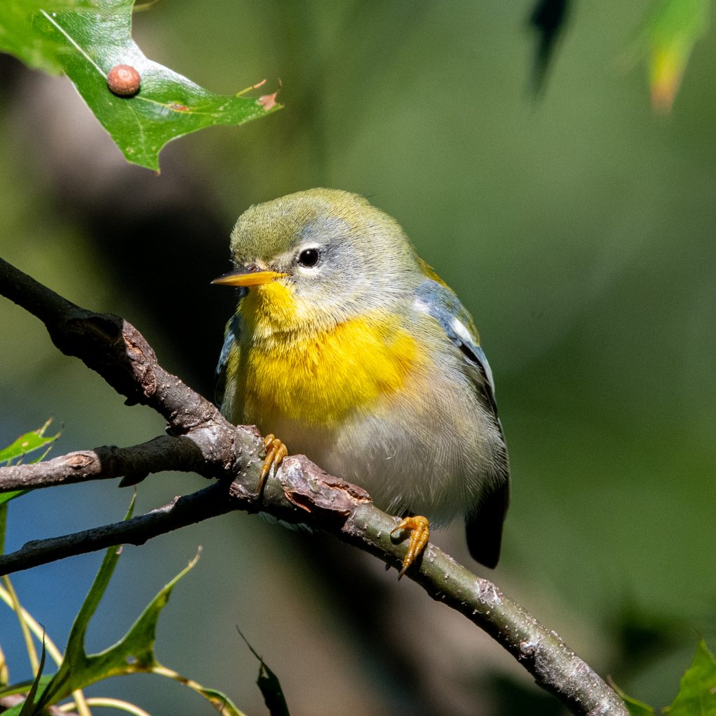 Northern parula, Prospect Park