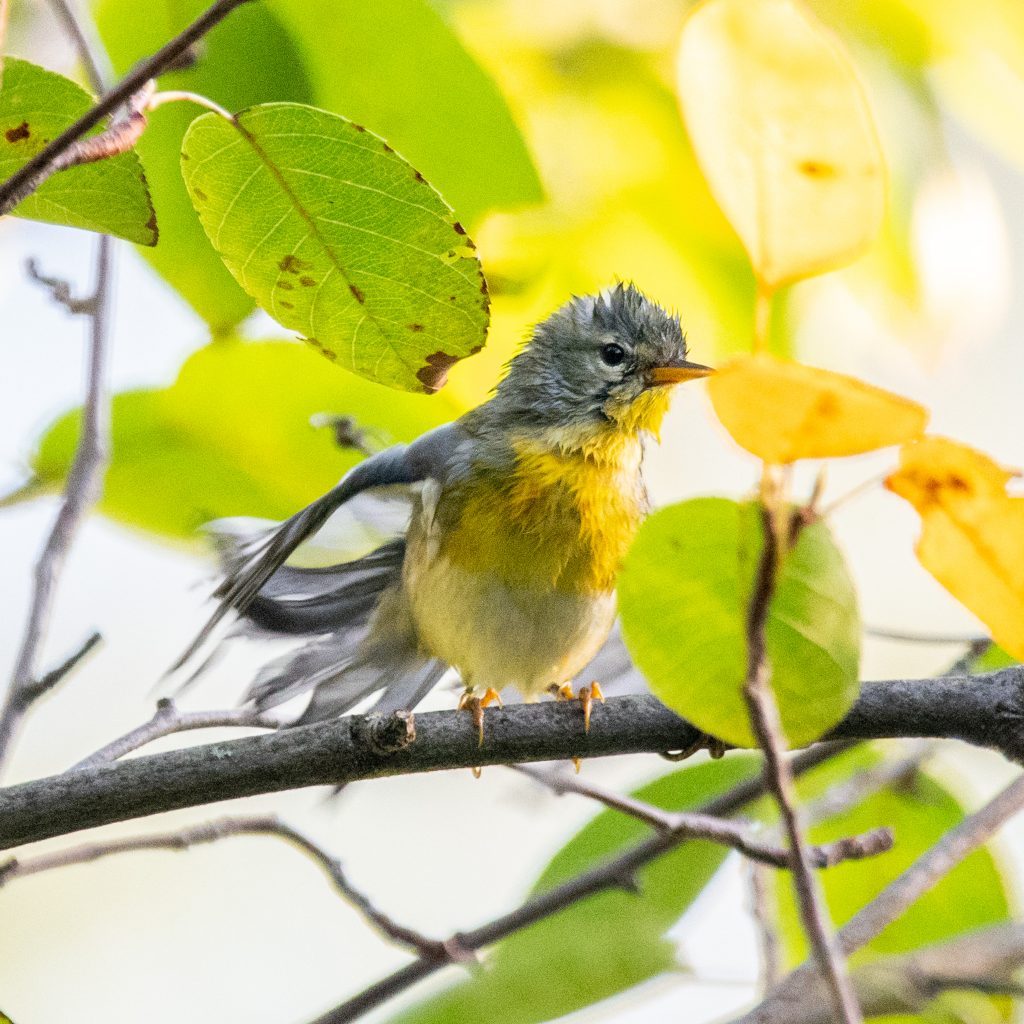 Northern parula, Prospect Park