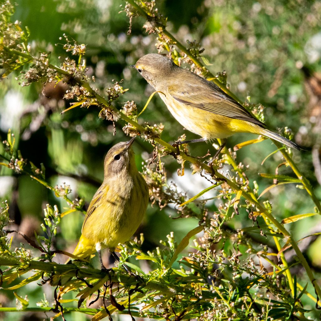 Palm warbler (drab), pair, Prospect Park