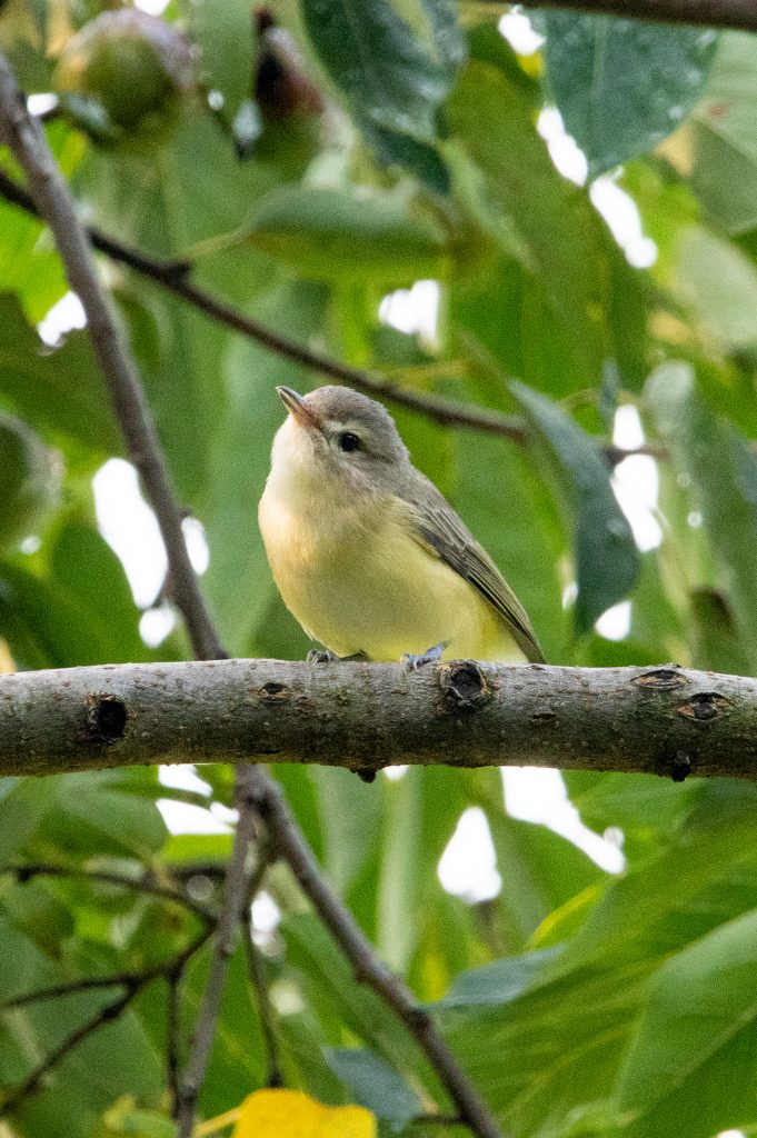 Philadelphia or warbling vireo, Prospect Park