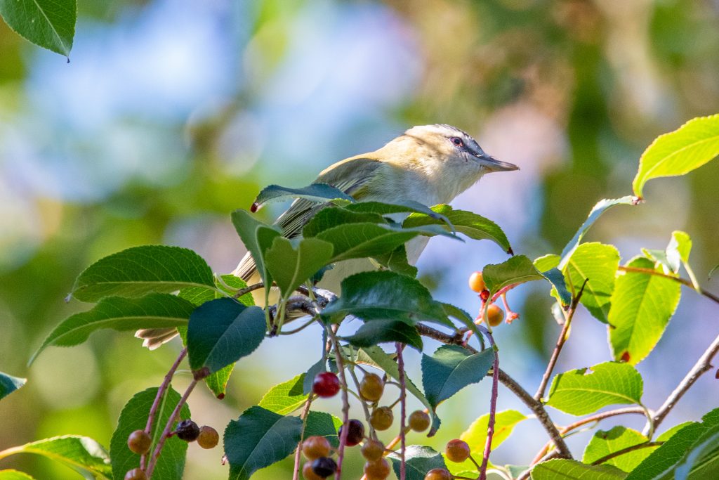 Red-eyed vireo, Prospect Park