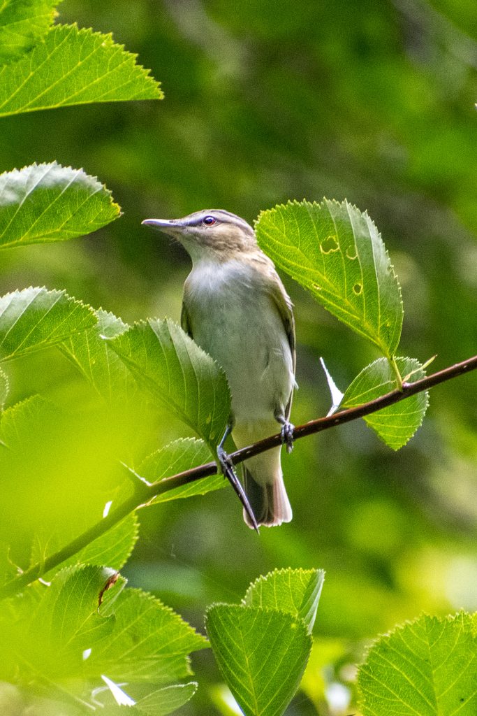 Red-eyed vireo, Prospect Park