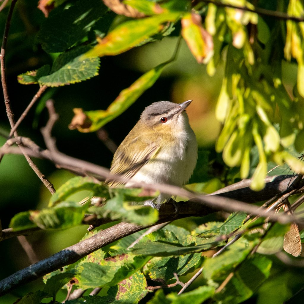 Red-eyed vireo, Prospect Park