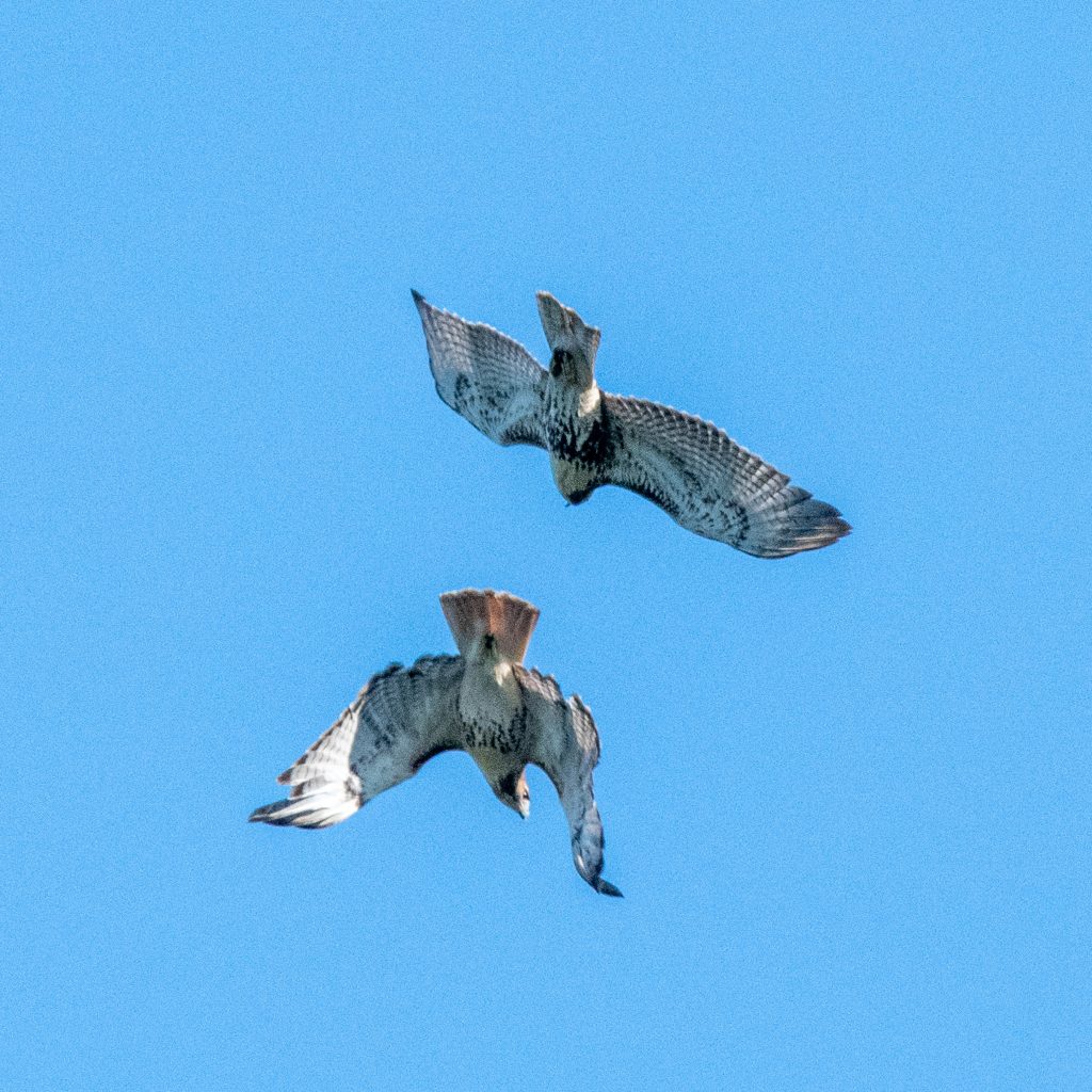 Red-tailed hawks, Prospect Park