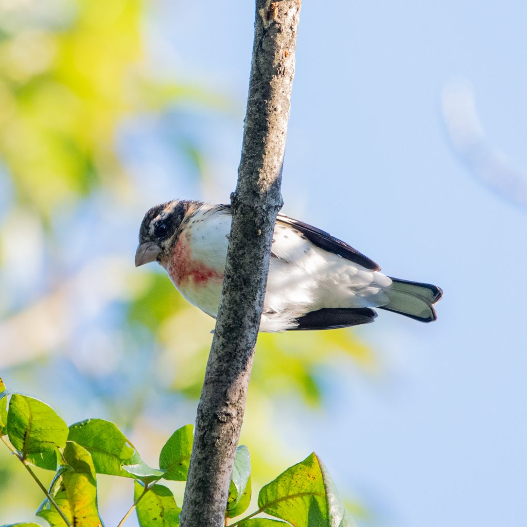 Rose-breasted grosbeak, Prospect Park