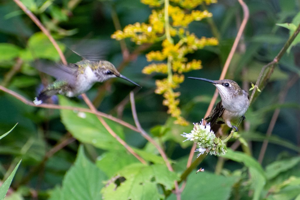 Ruby-throated hummingbirds, Jarvis Bird Sanctuary, Chicago