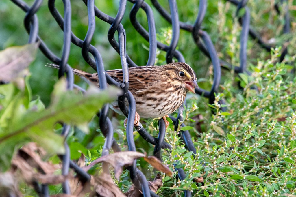 Savannah sparrow, Prospect Park