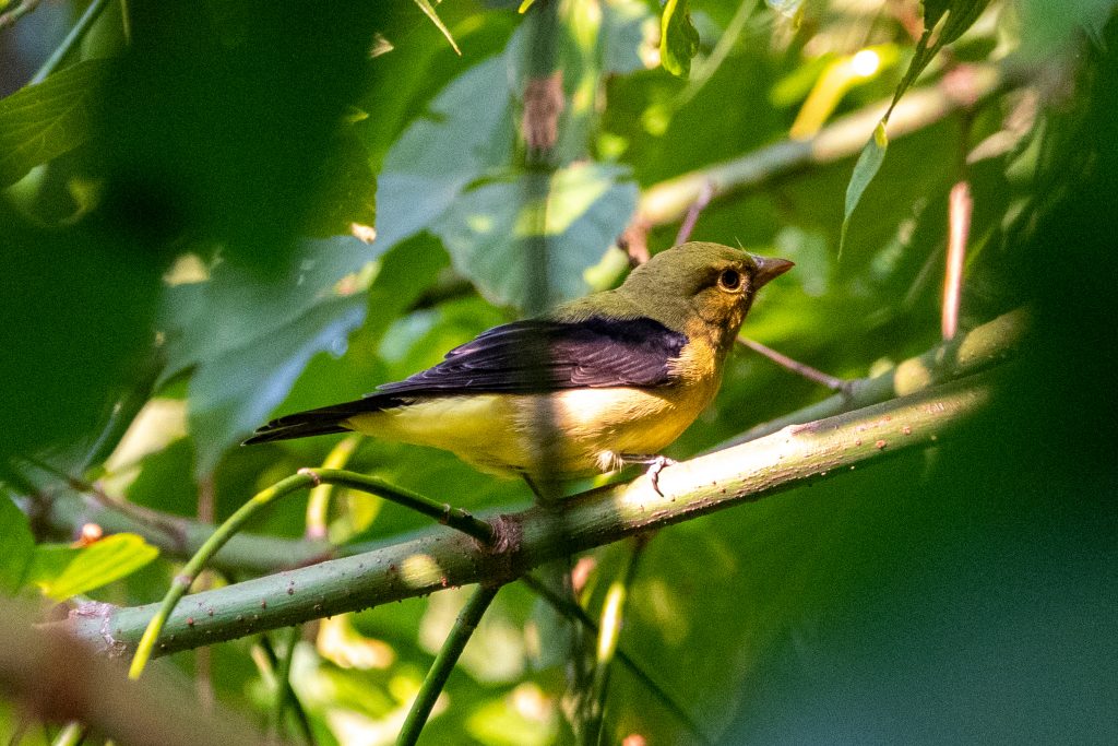 Scarlet tanager (non-breeding male), Prospect Park