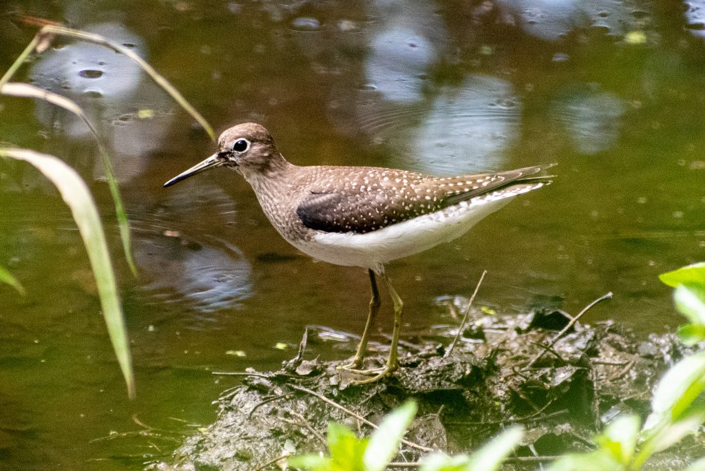 Solitary sandpiper, Prospect Park