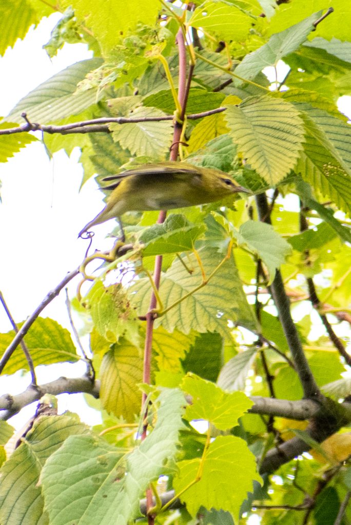 Tennessee warbler, Jarvis Bird Sanctuary, Chicago