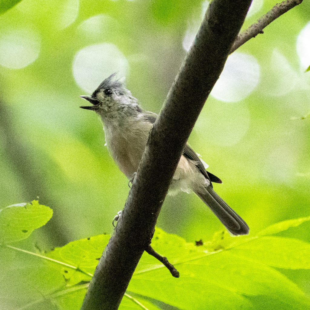 Tufted titmouse, Prospect Park