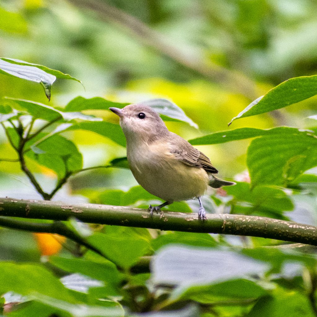 Warbling vireo, Prospect Park