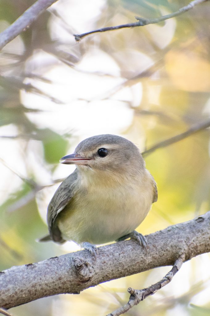 Warbling vireo, Montrose Point, Chicago