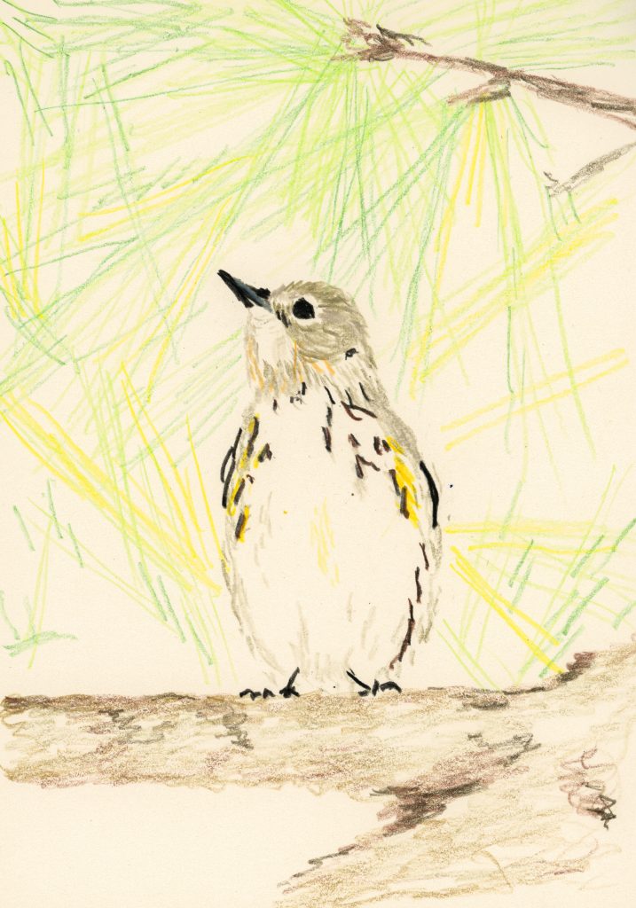 Yellow-rumped warbler (a drawing)