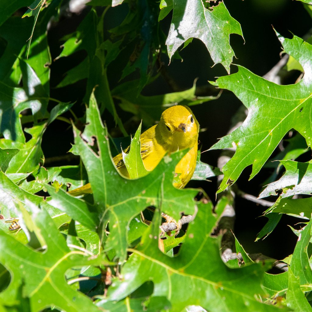 Yellow warbler, Prospect Park