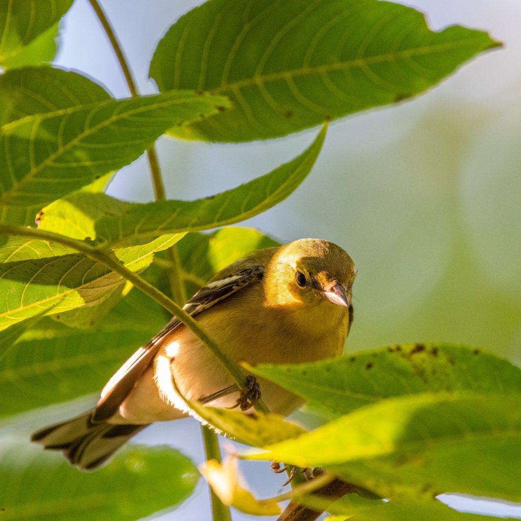 Bay-breasted warbler (drab), Prospect Park
