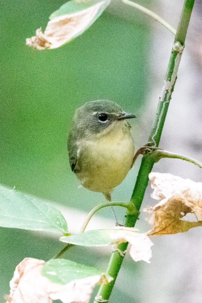 Black-throated blue warbler (female), Prospect Park