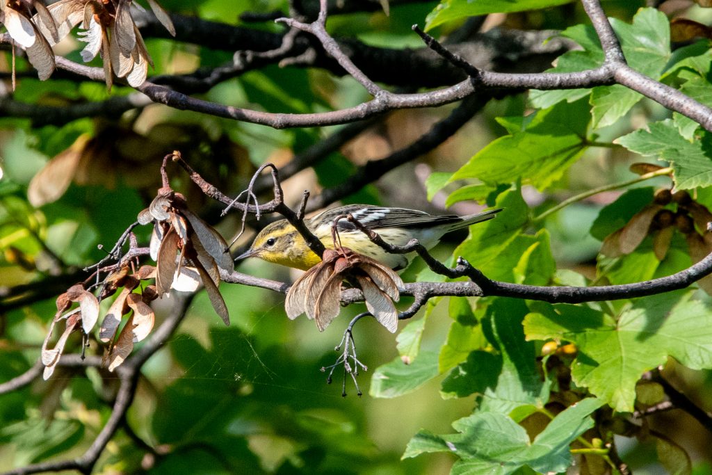 Blackburnian warbler (drab), Greenwood Cemetery