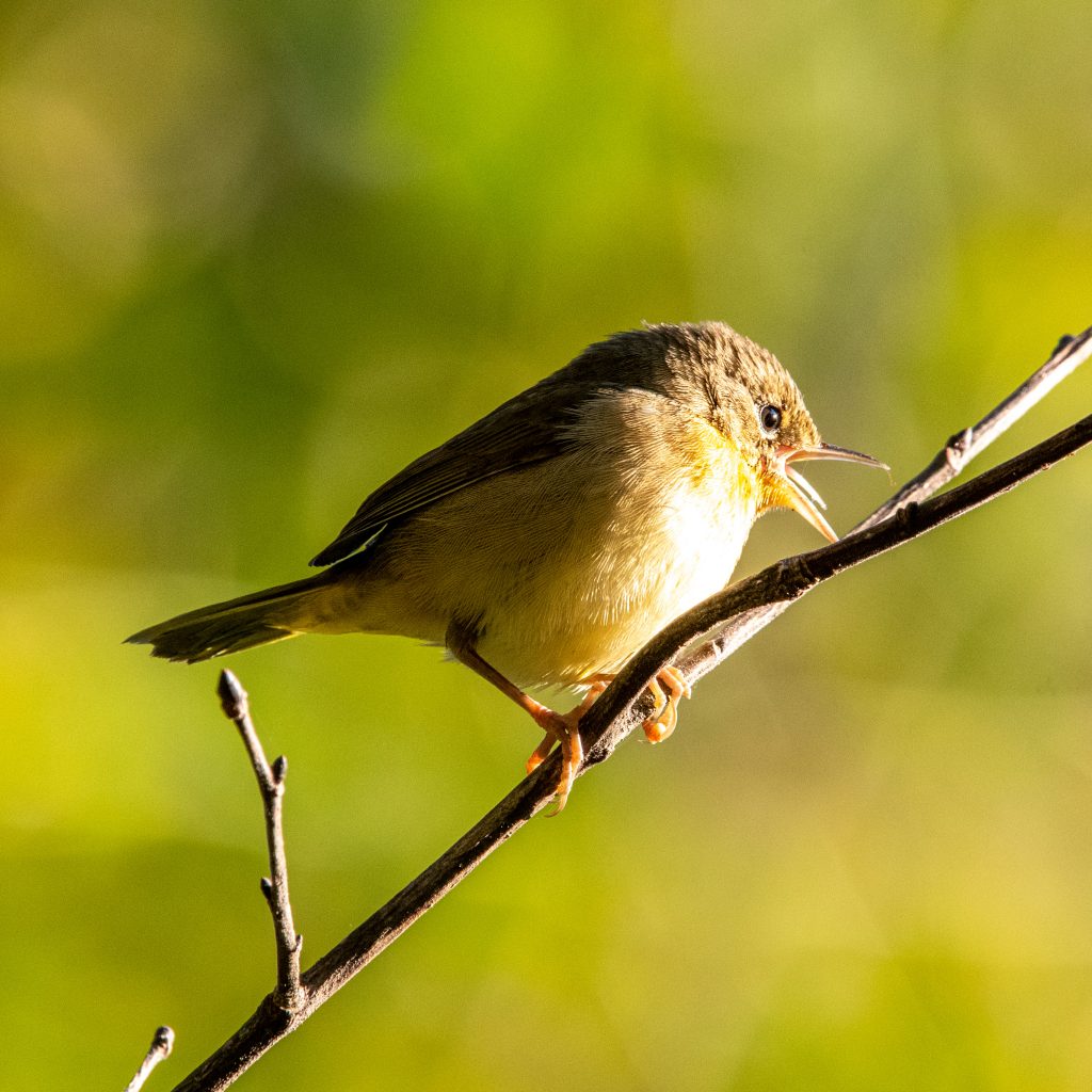 Common yellowthroat (female), Prospect Park