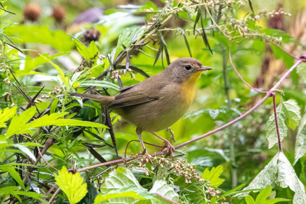 Common yellowthroat (female), Prospect Park