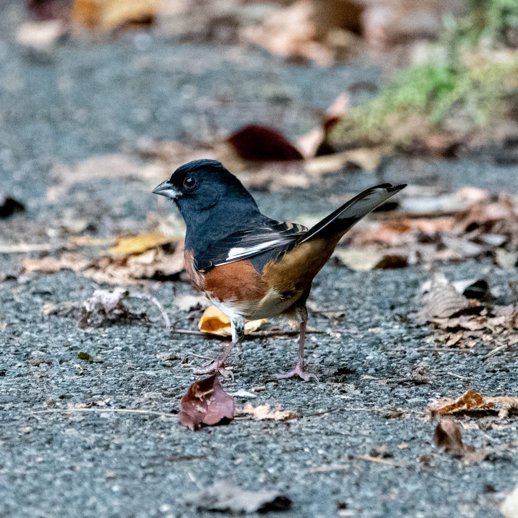 Eastern towhee, Prospect Park