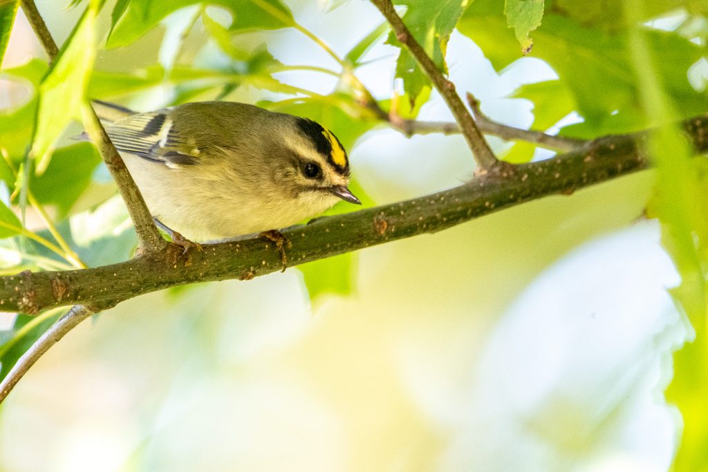 Golden-crowned kinglet, Prospect Park